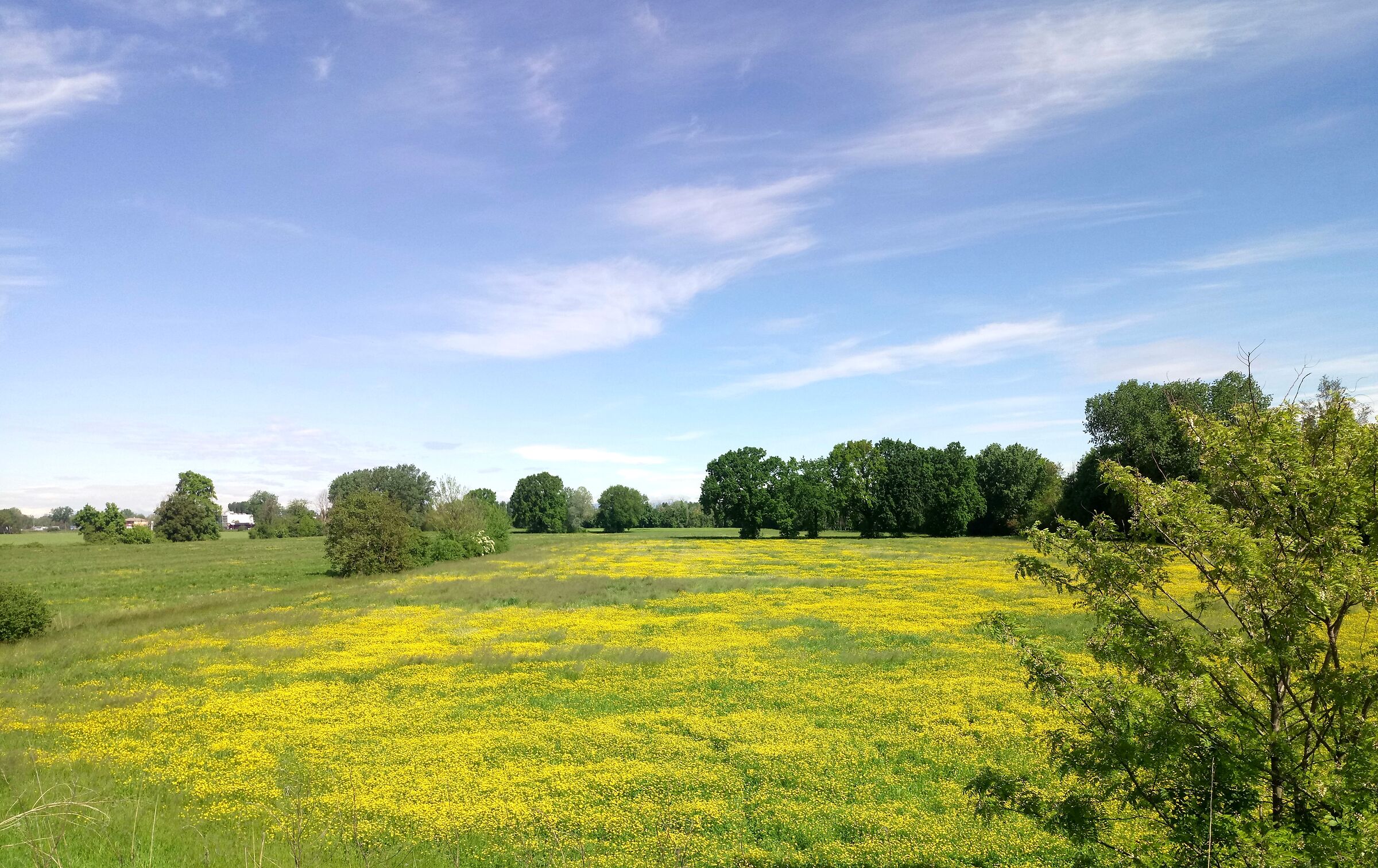 Prima vera primavera