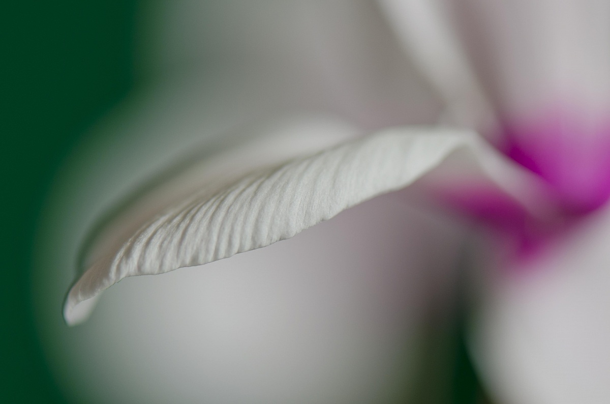 Cyclamen