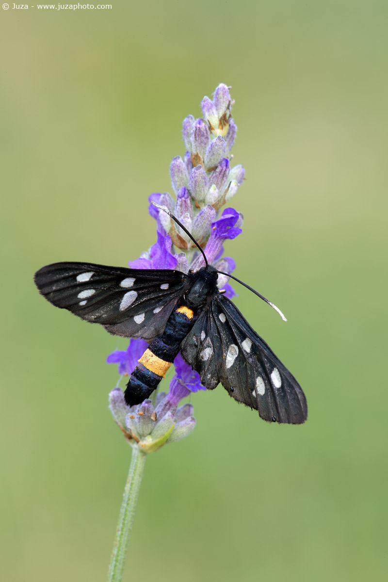 Amata phegea, 010065