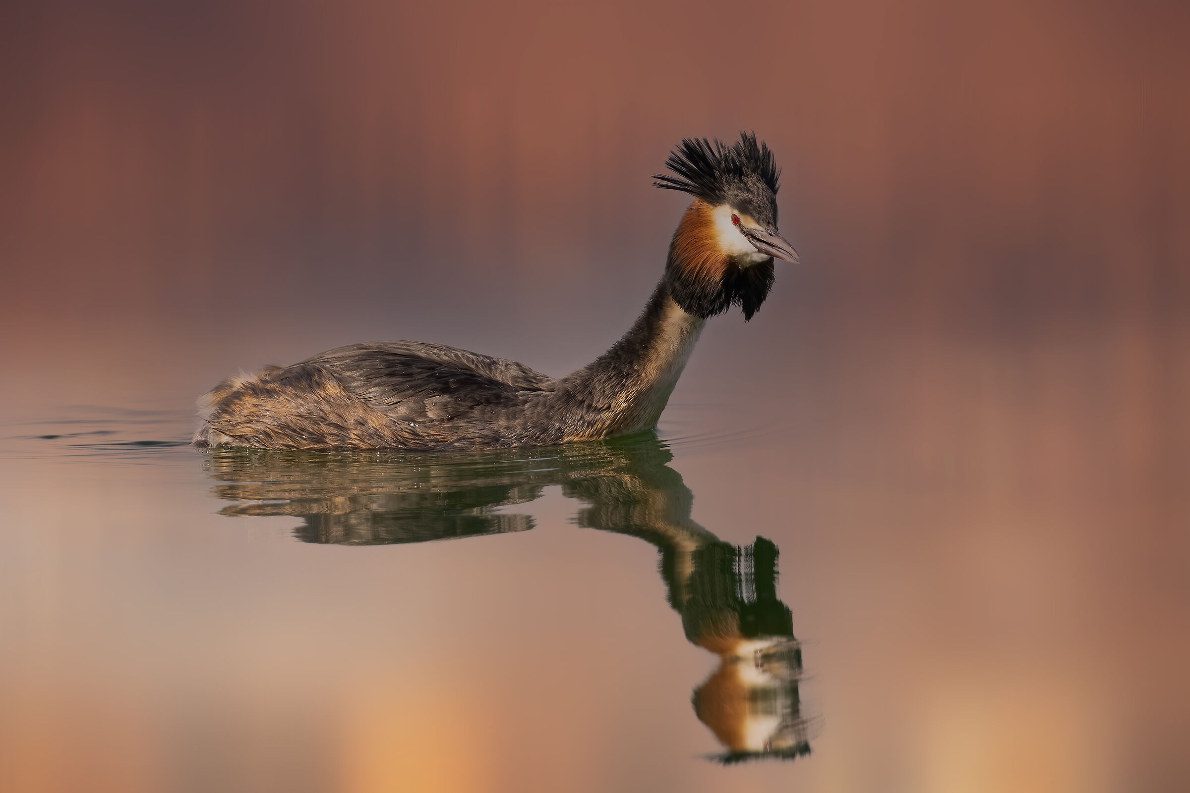 Svasso maggiore in abito nuziale