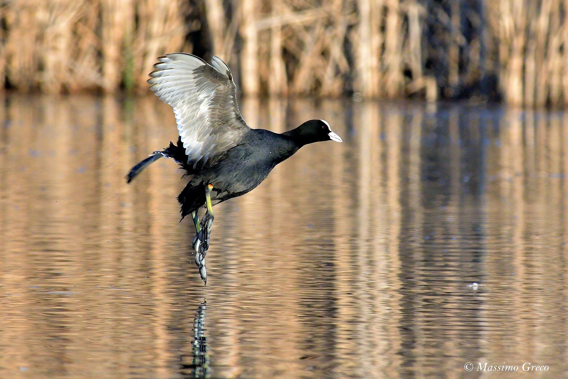 Folaga (Fulica atra)