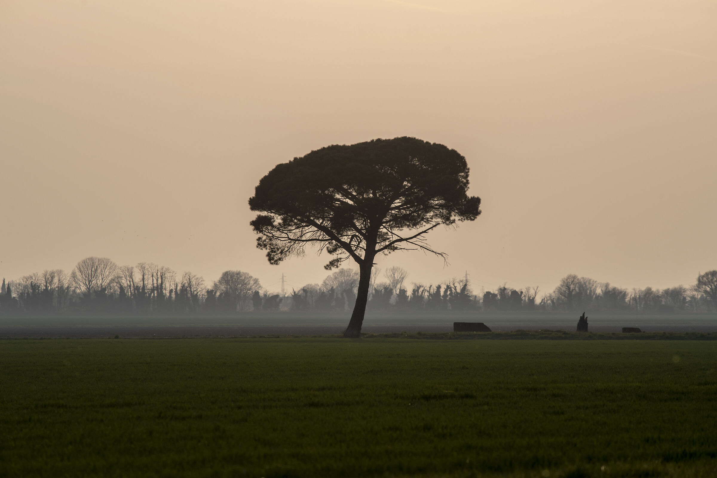L'albero al tramonto
