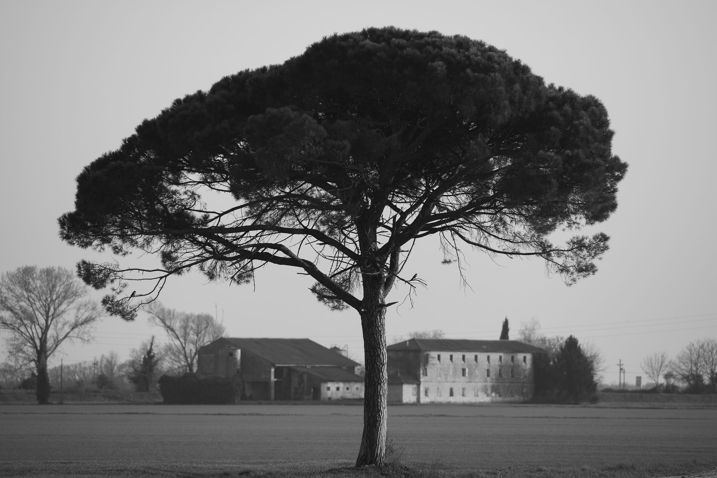 Il casale e l'albero