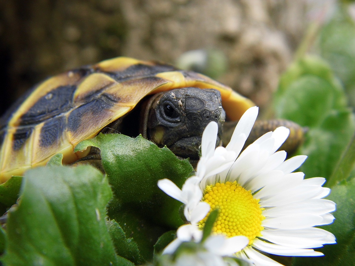 the turtle daisy daisy or the turtle??