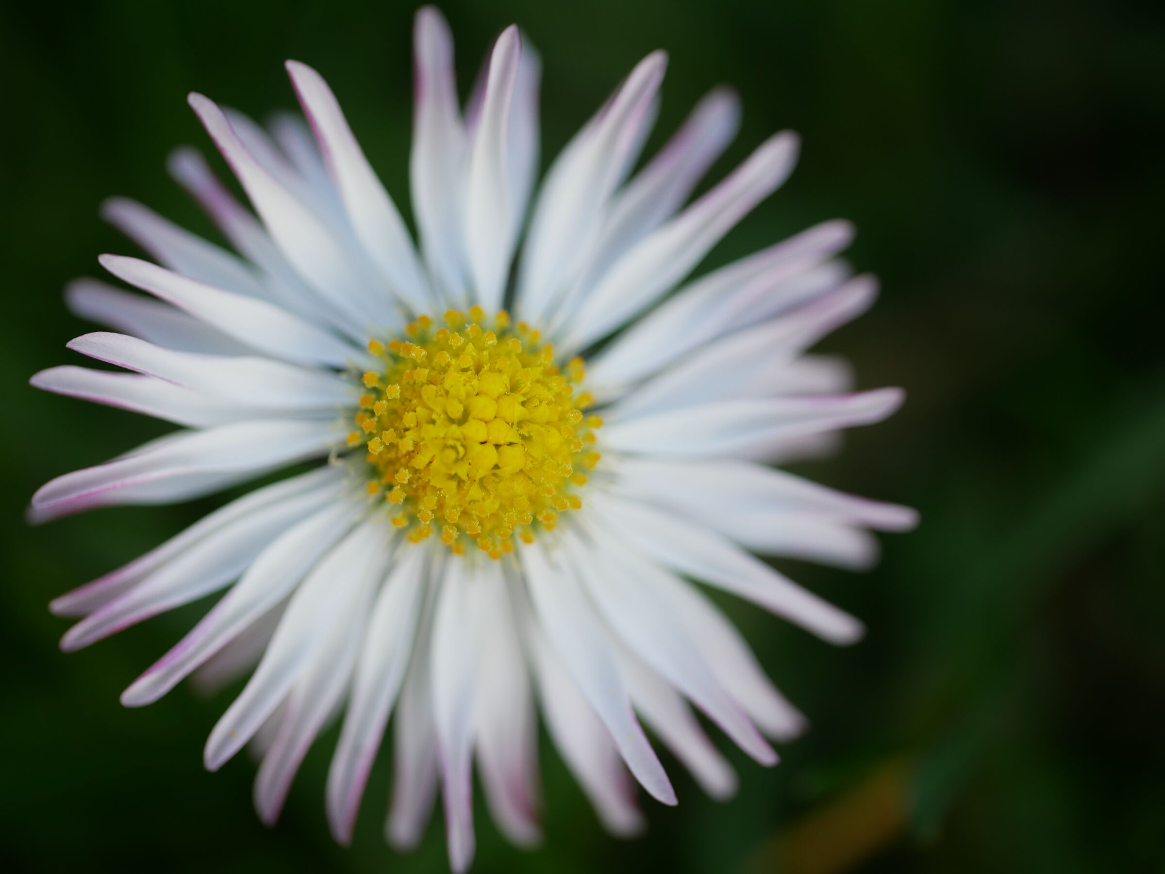 Omaggio Floreale Buona Pasqua a tutti