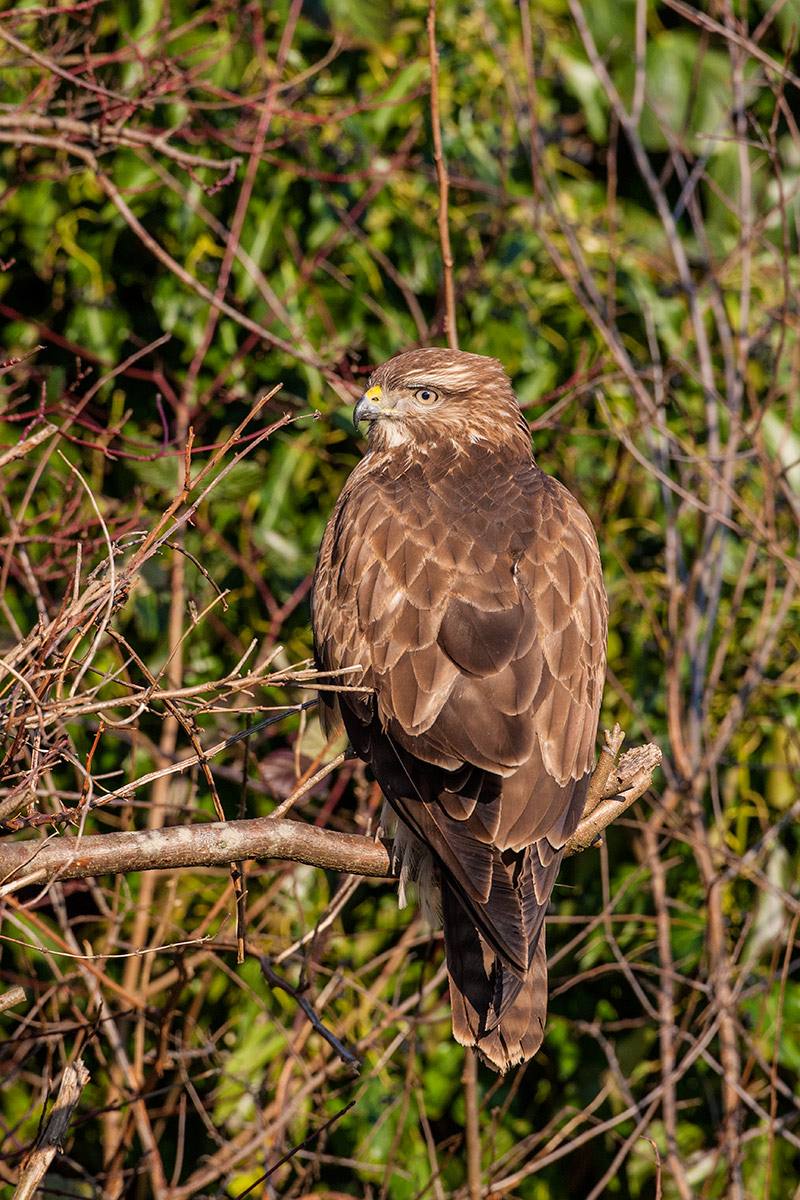 buzzard