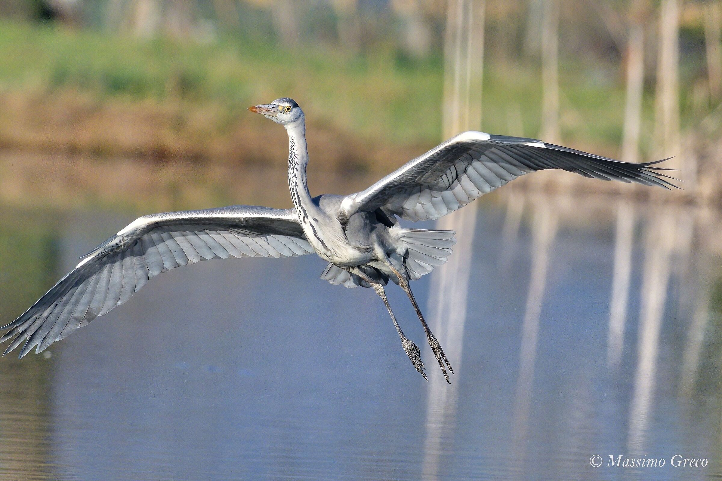 Gray heron