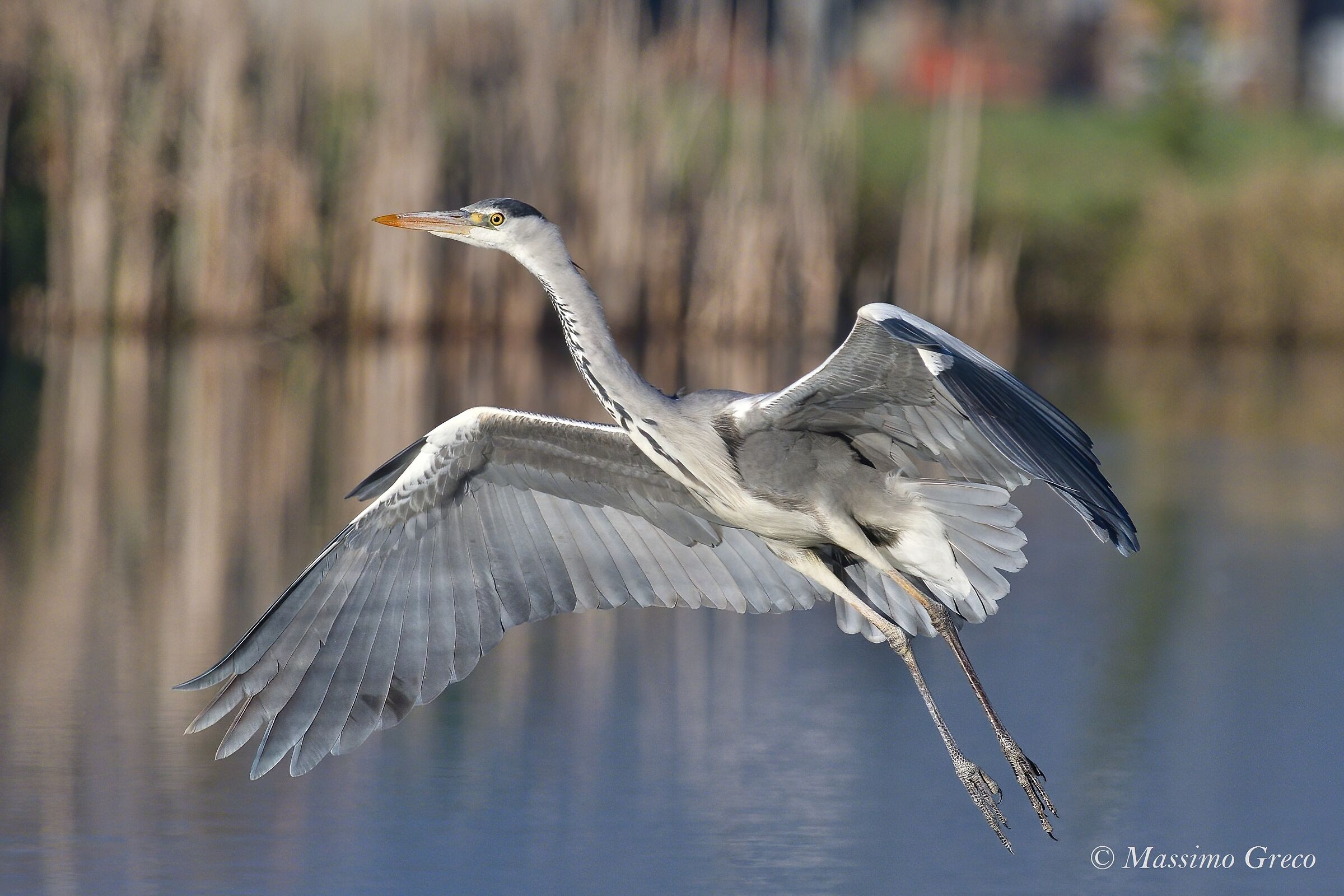 Gray heron