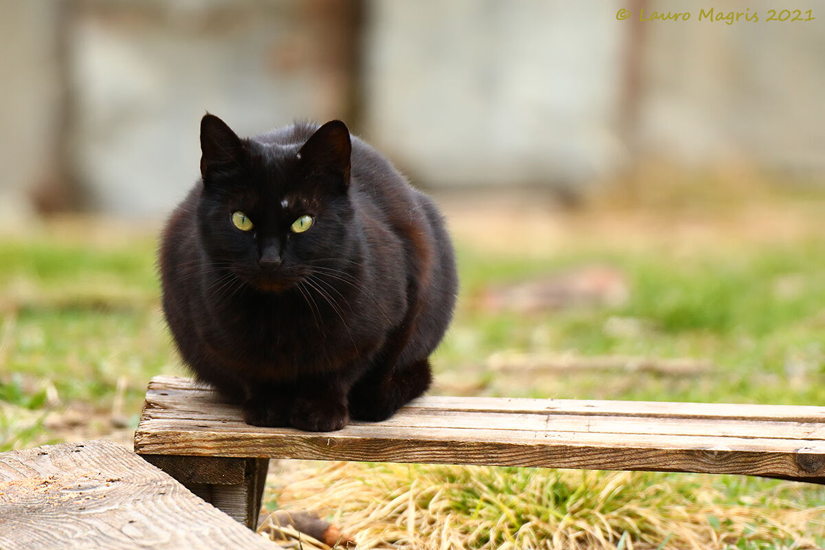 Black Cat