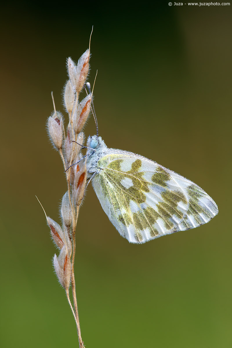 Pontia chloridice, 010135