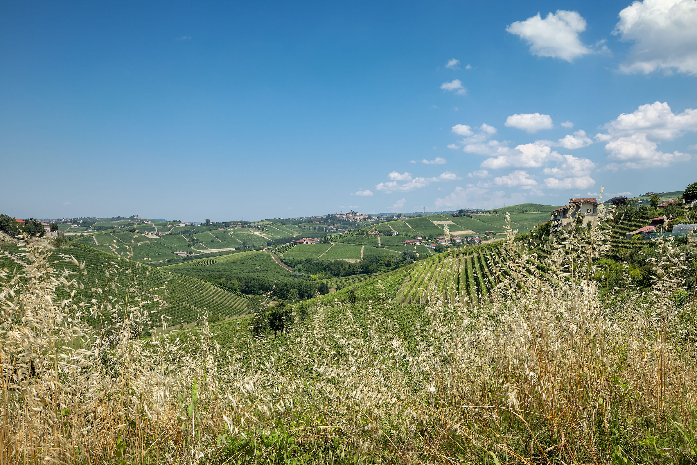 Afternoon in Monferrato