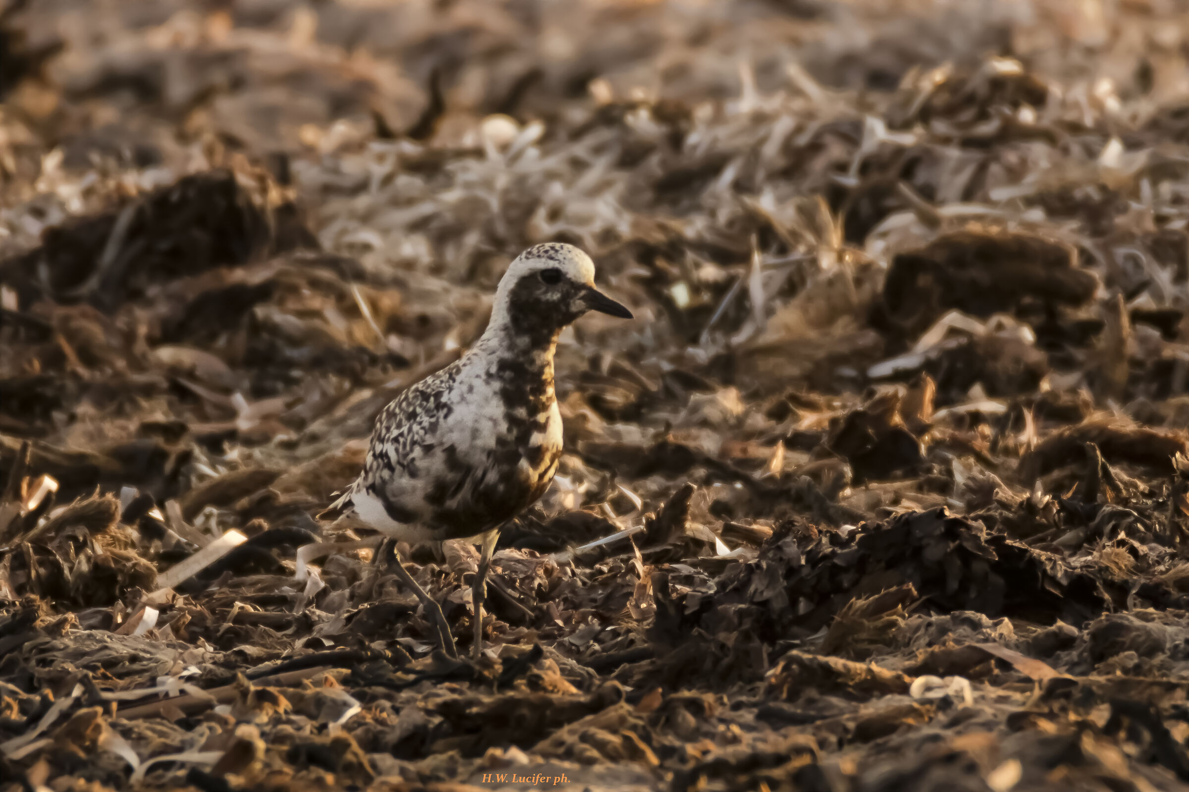 Golden pivieressa...