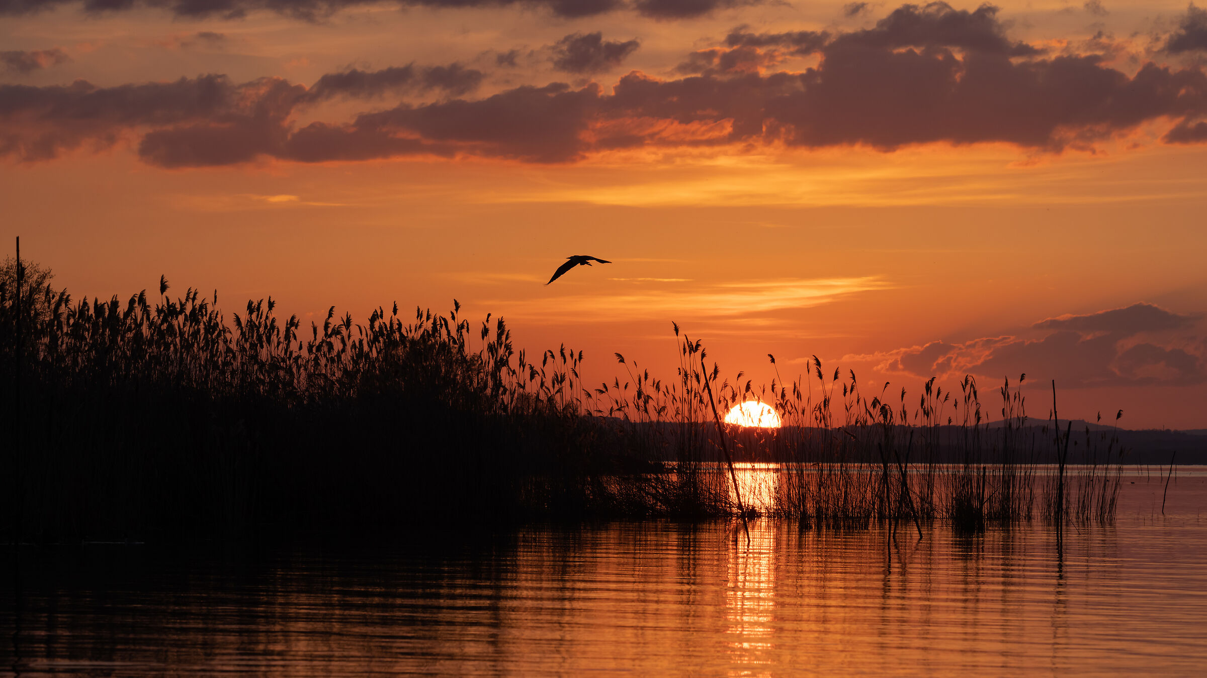 Sunset over Trasimeno with Heron