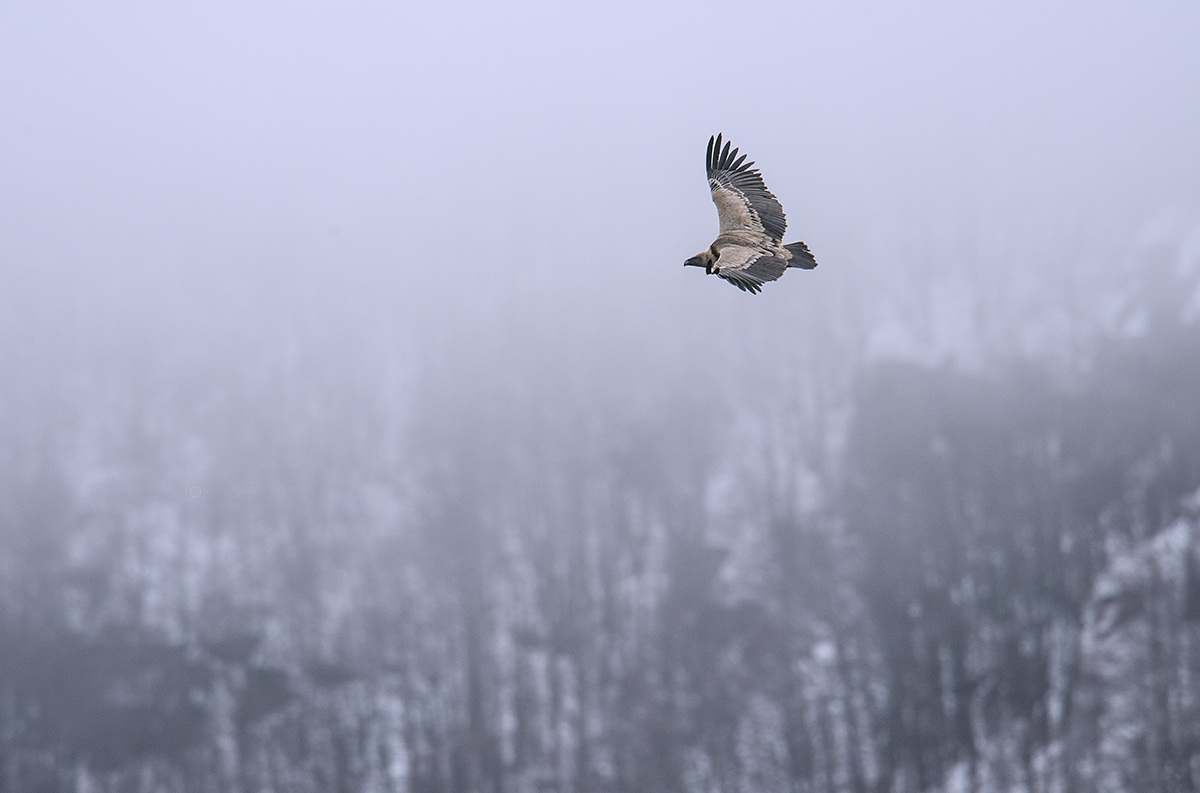 Griffon Vulture in flight