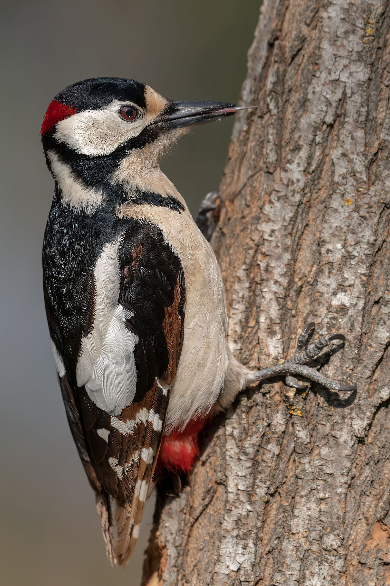 Greater red woodpecker