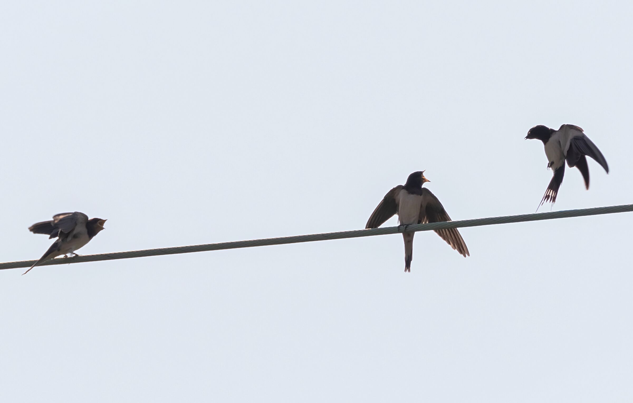 3 rondini su un cavo elettrico 21/08/2020