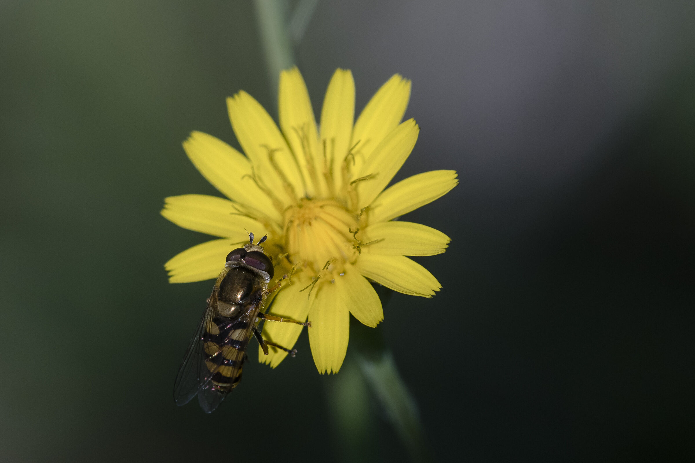 Albostriatus's dasysyrphus