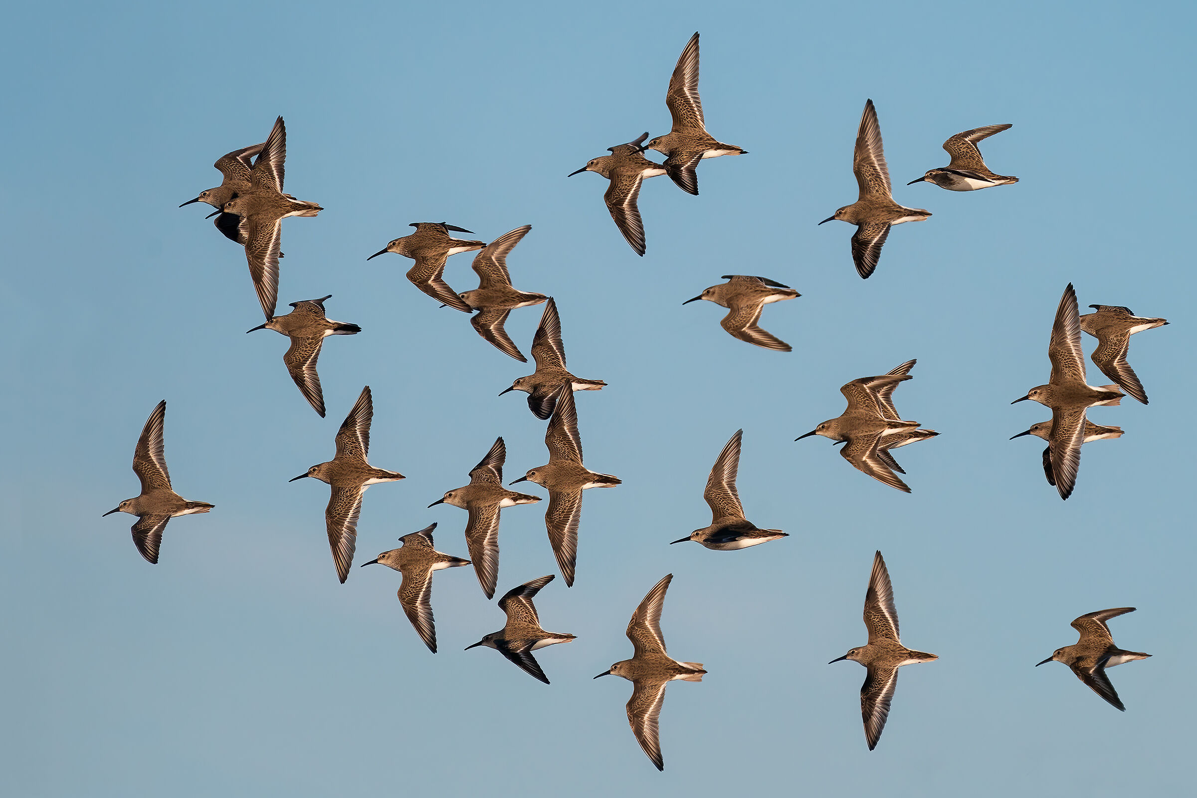 Piovanelli pancianera