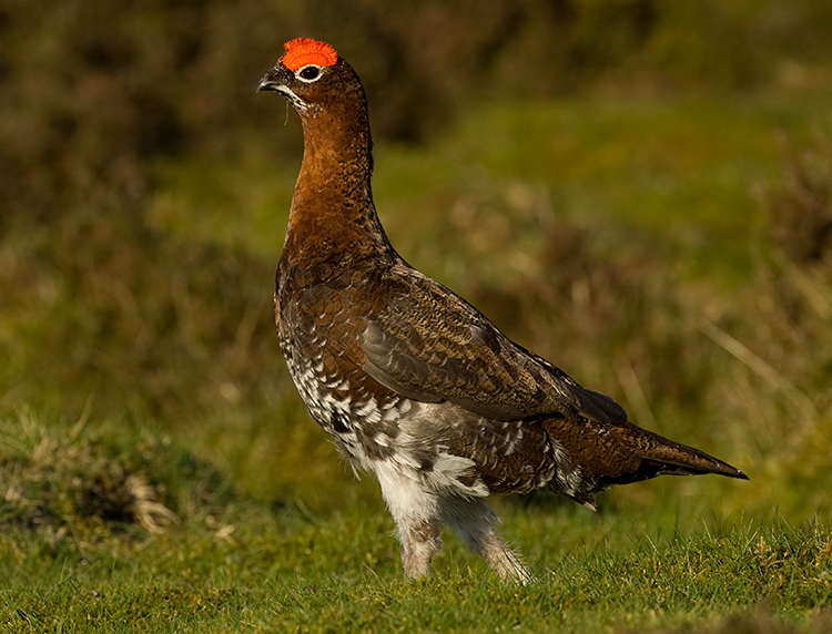 Red Grouse