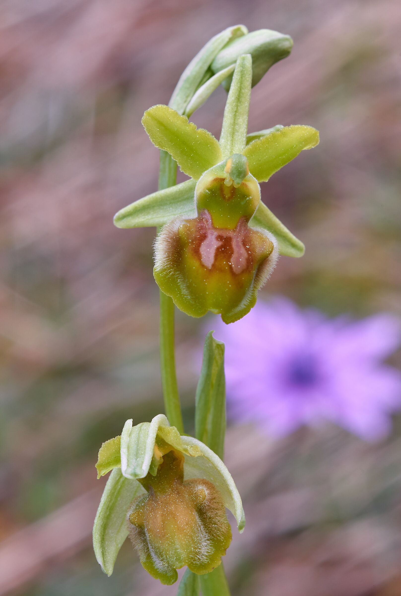 Ophrys sphegodes