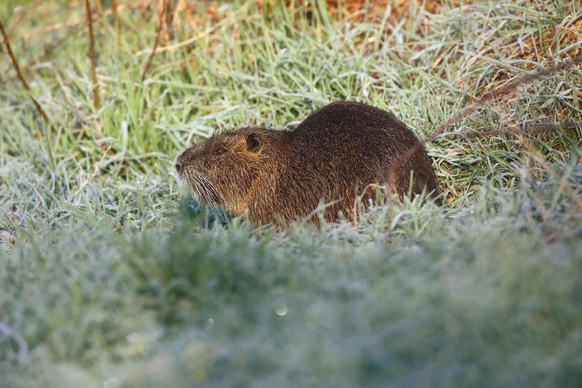 Nutria (Myocastor coypus)