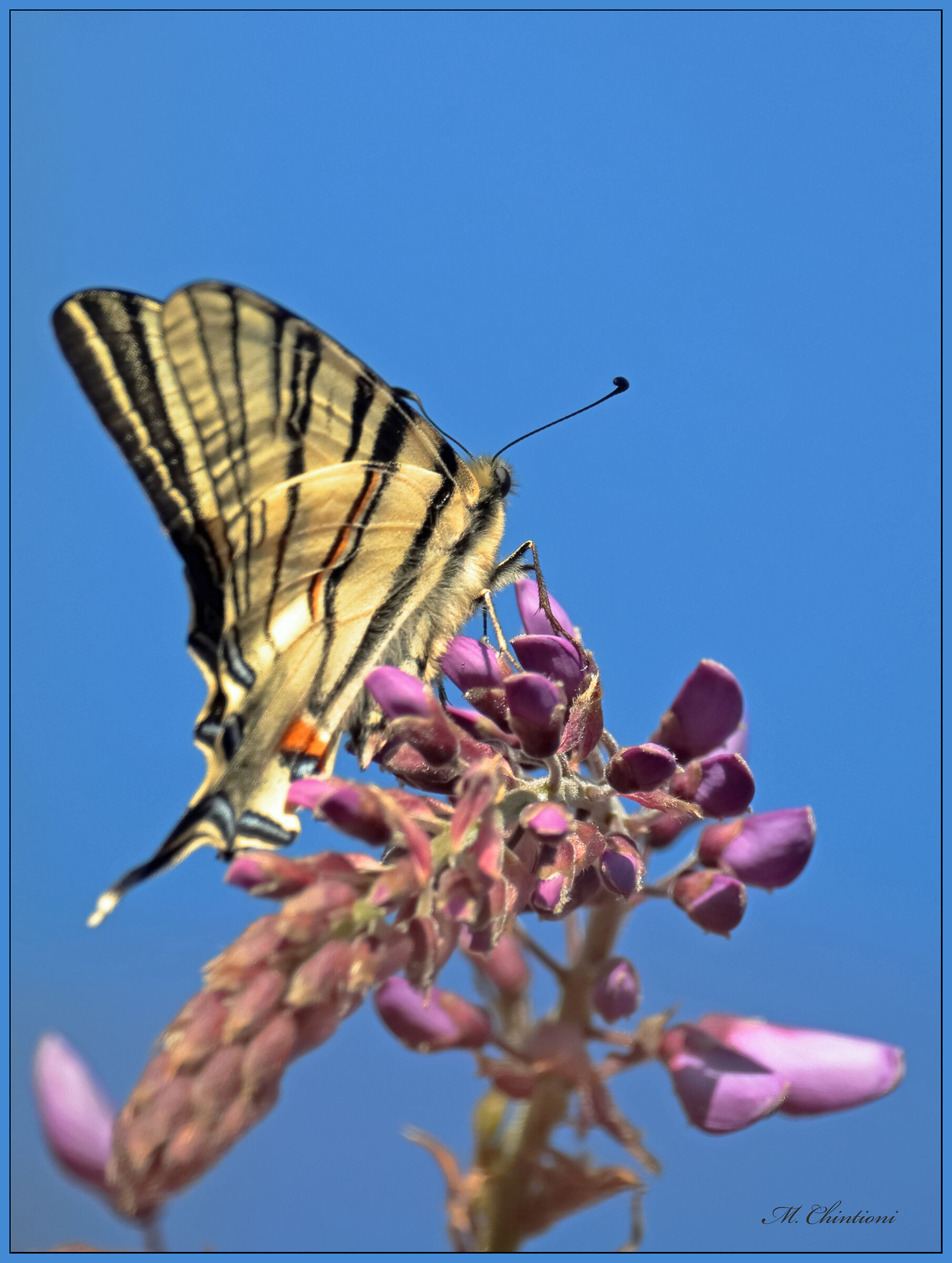 Farfalla su Glicine