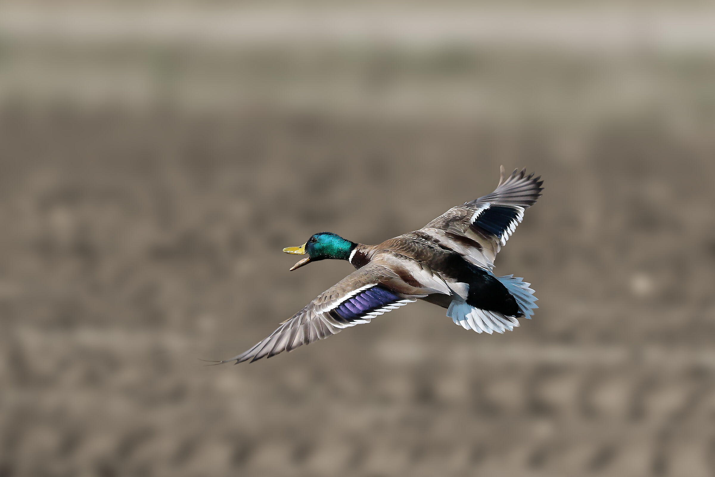 Germanus Male in flight