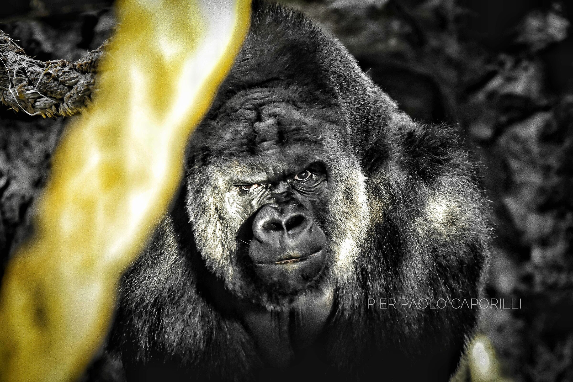 Gorilla allo zoo di Barcellona