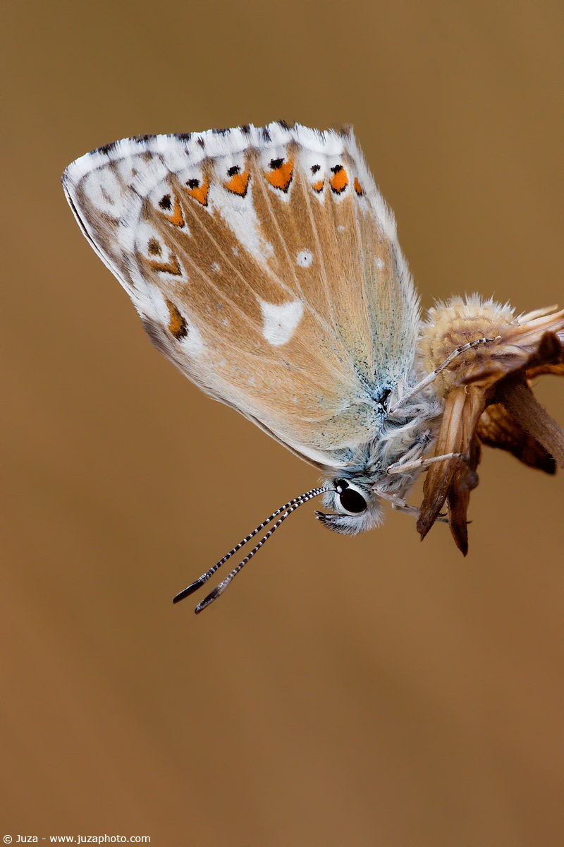 Polyommatus coridon, 005980