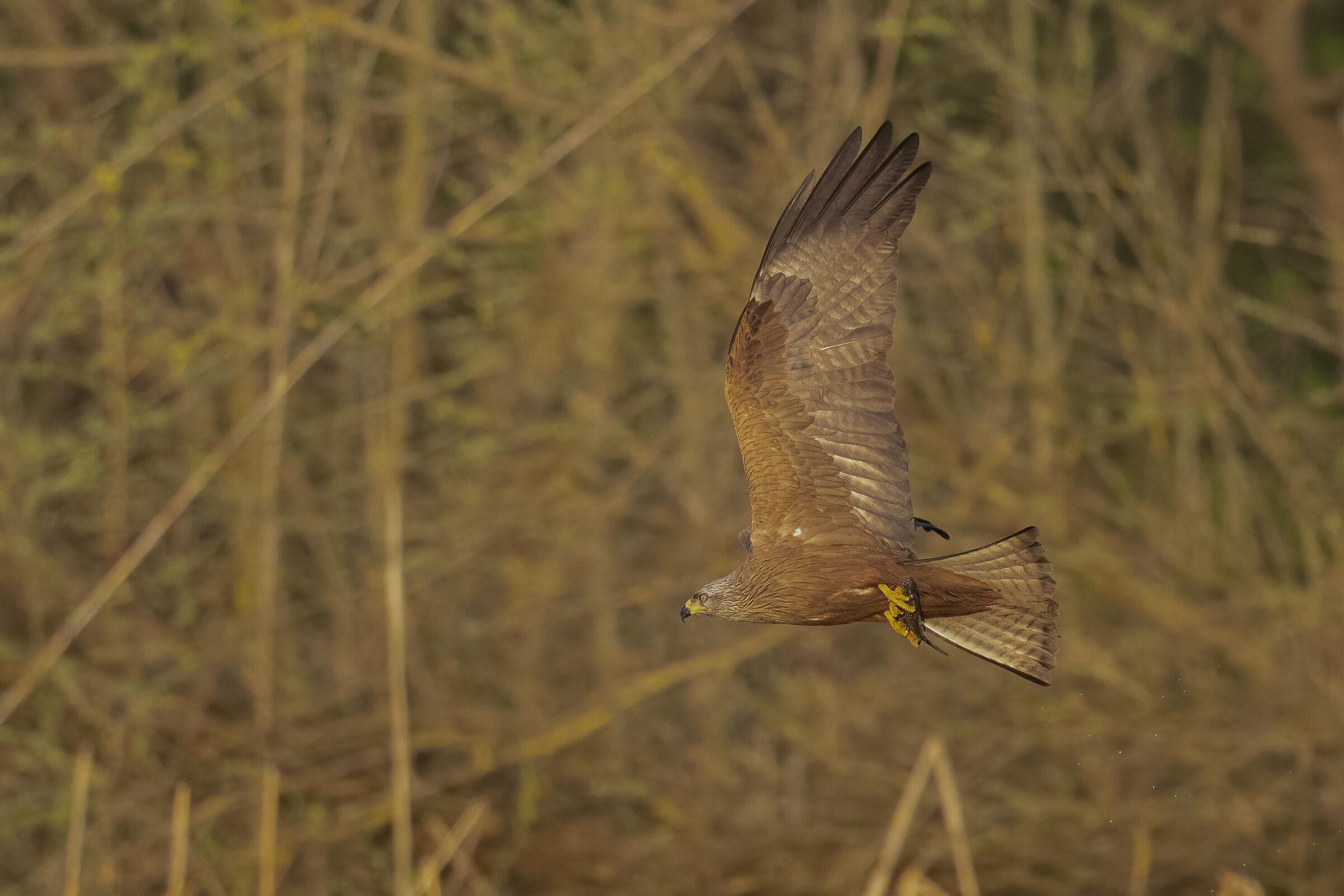 nibbio bruno pescatore
