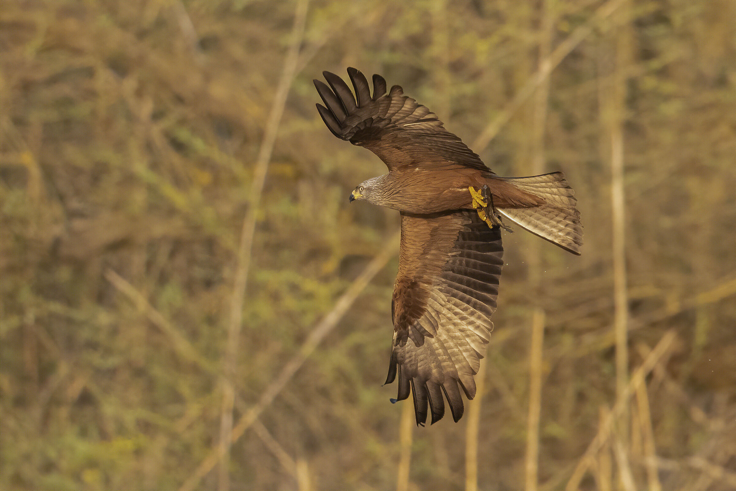 nibbio bruno pescatore