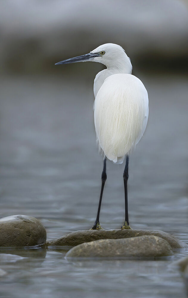 tutte le sfumature del bianco, garzetta
