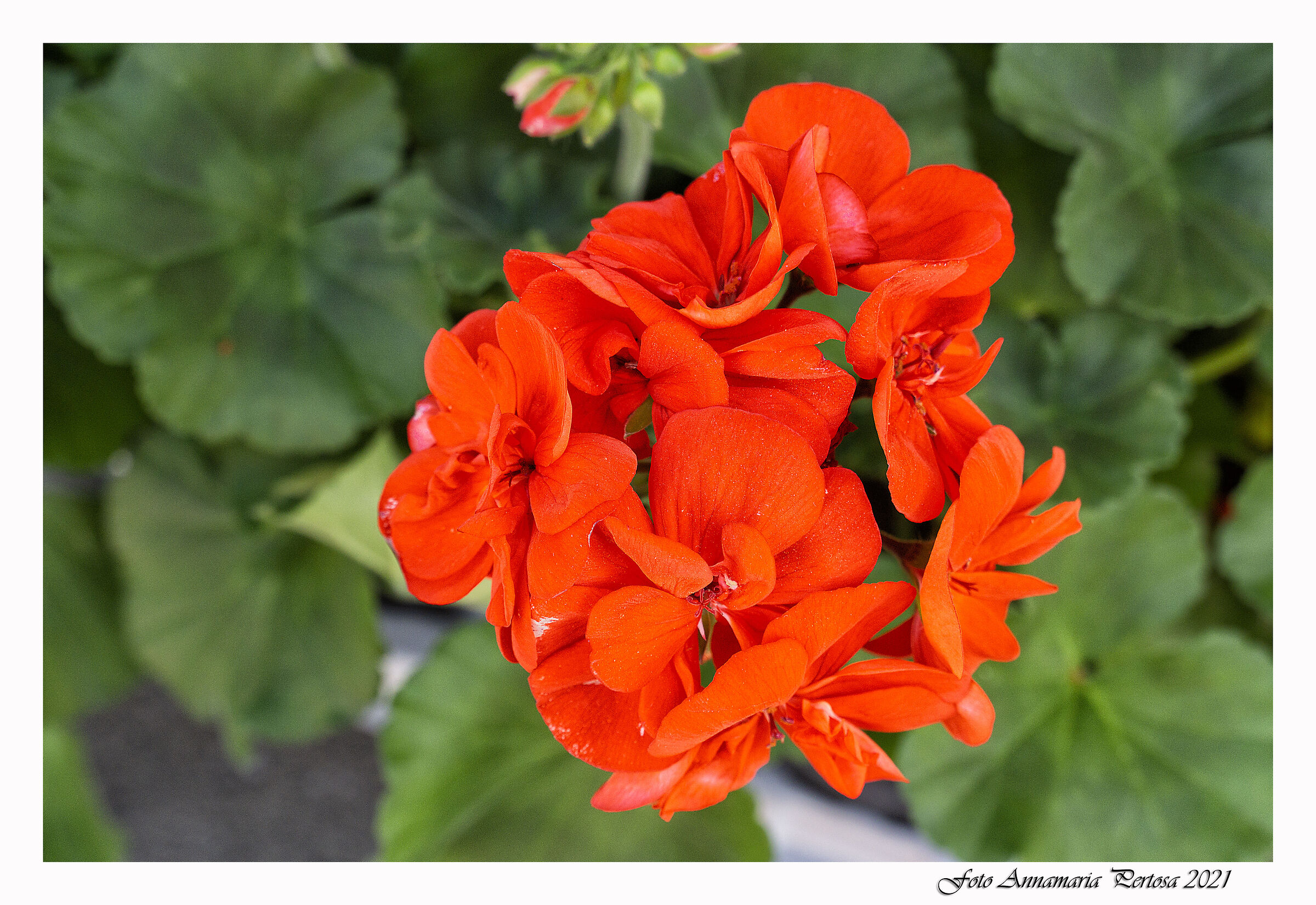Un fiore che profuma di speranza