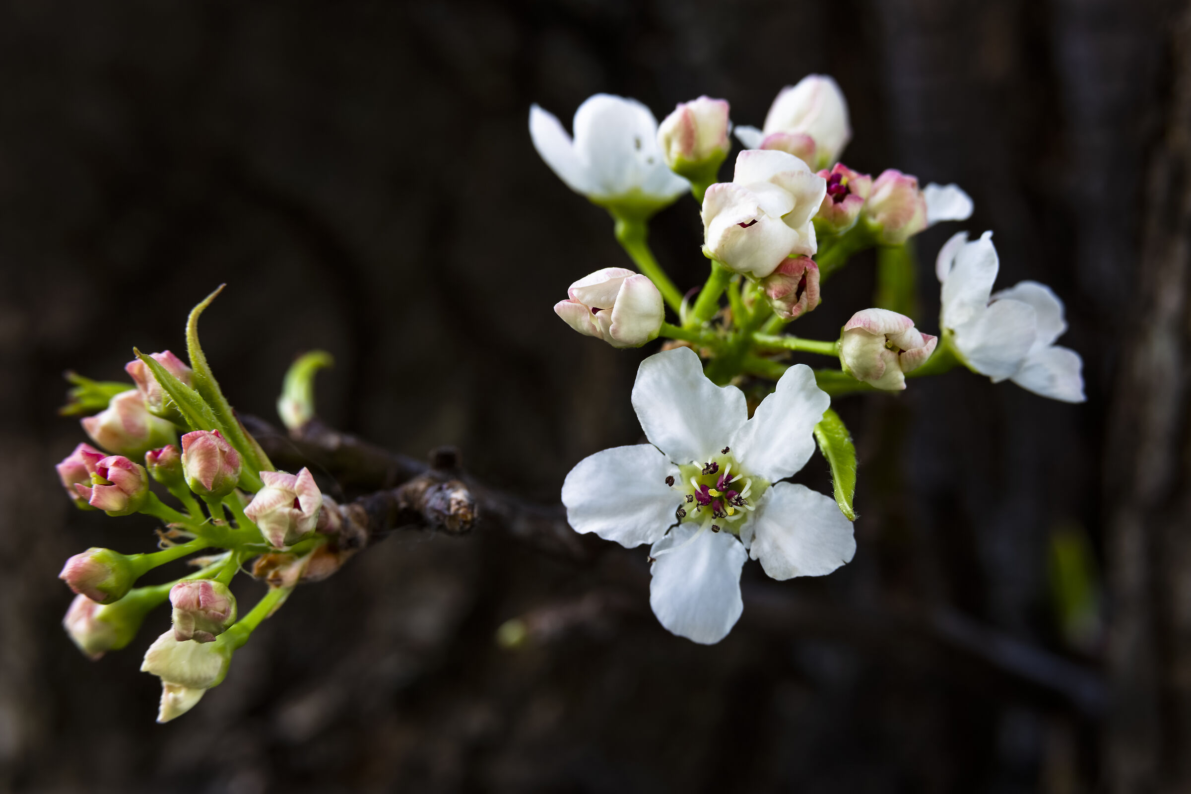 Buona Pasqua a tutti... con un fiore