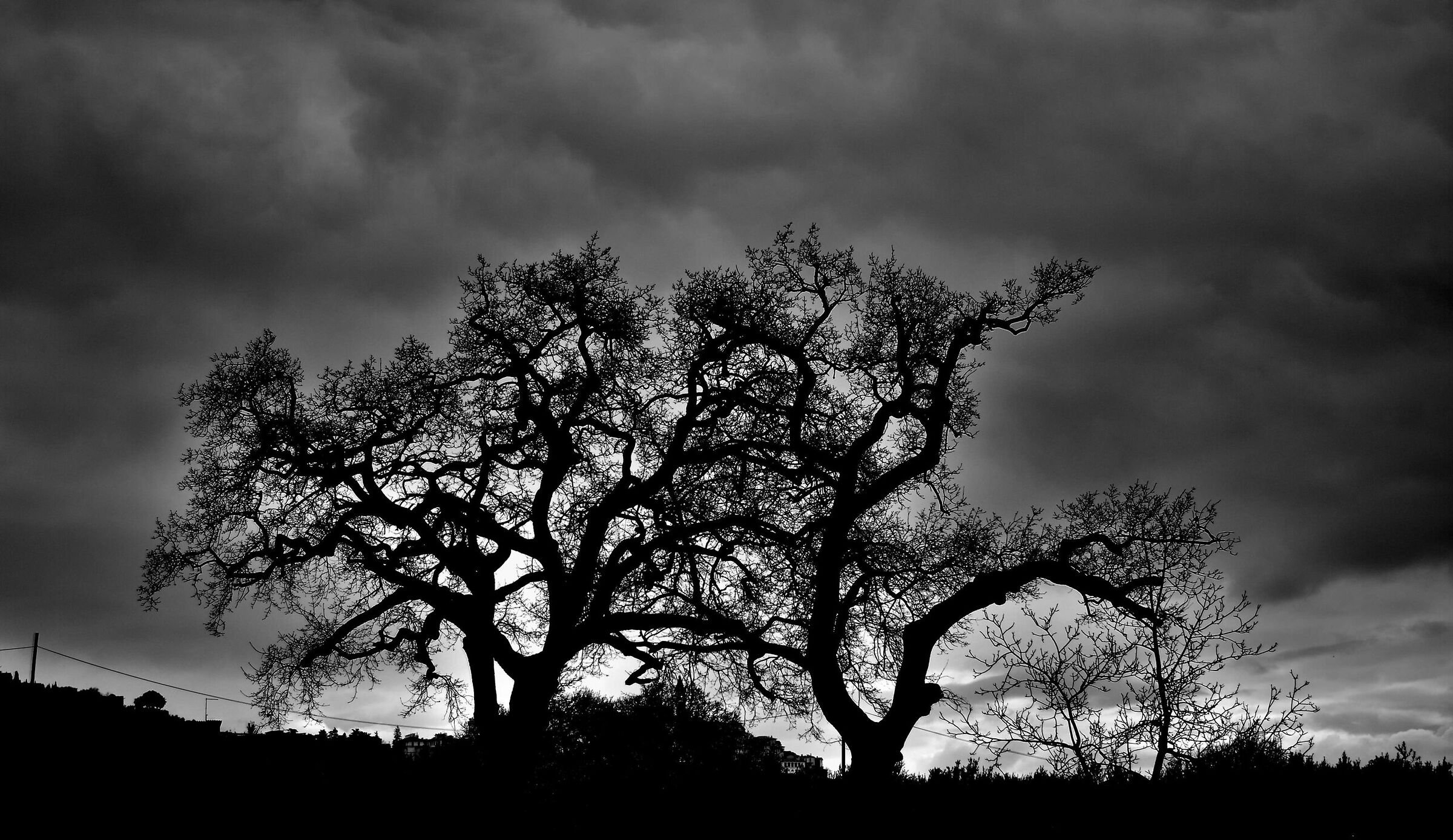 Trees