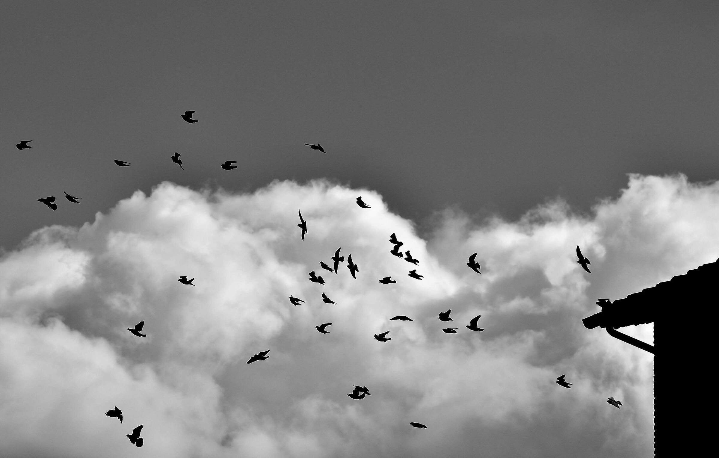 Pigeons