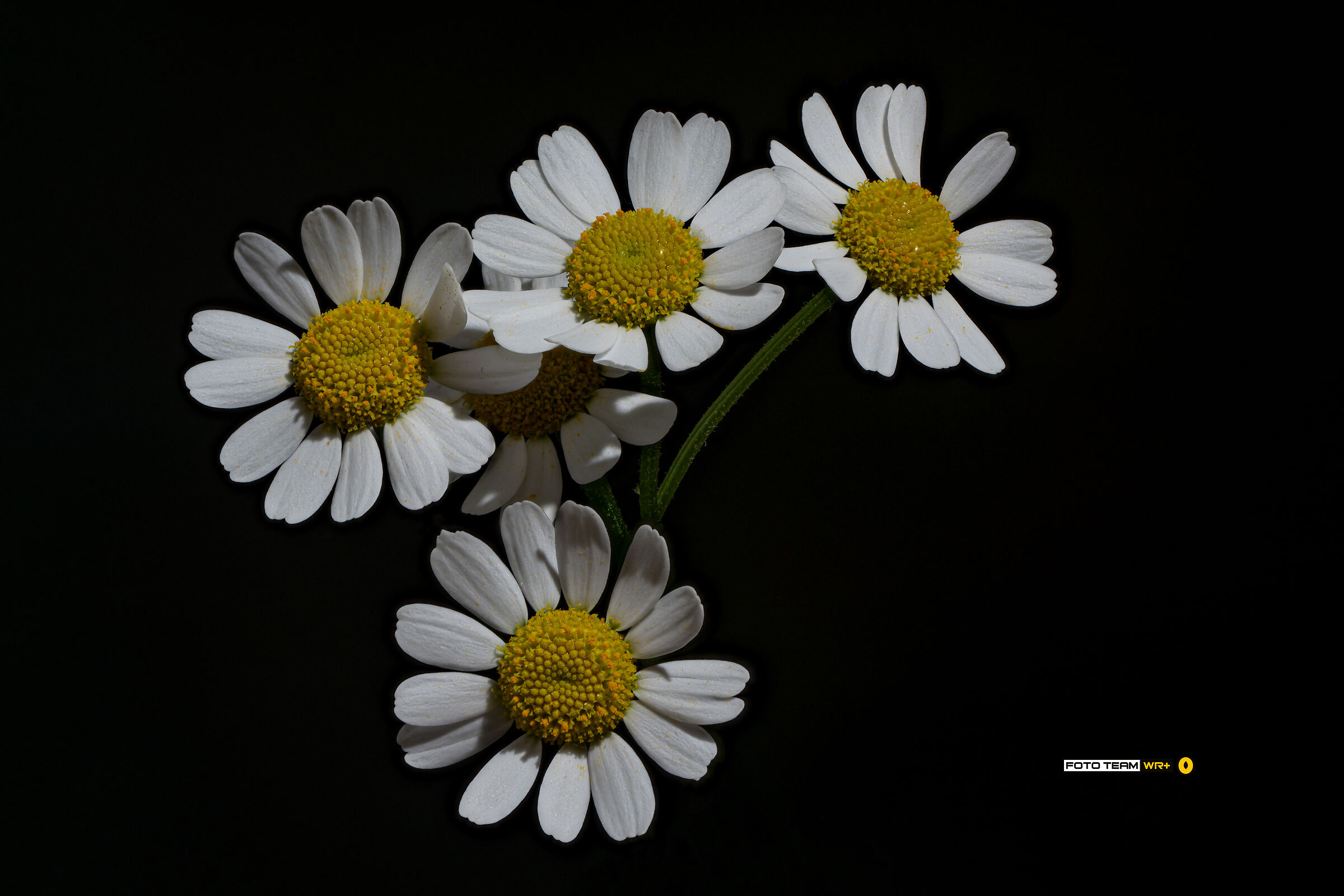 Parthenium tanacetum