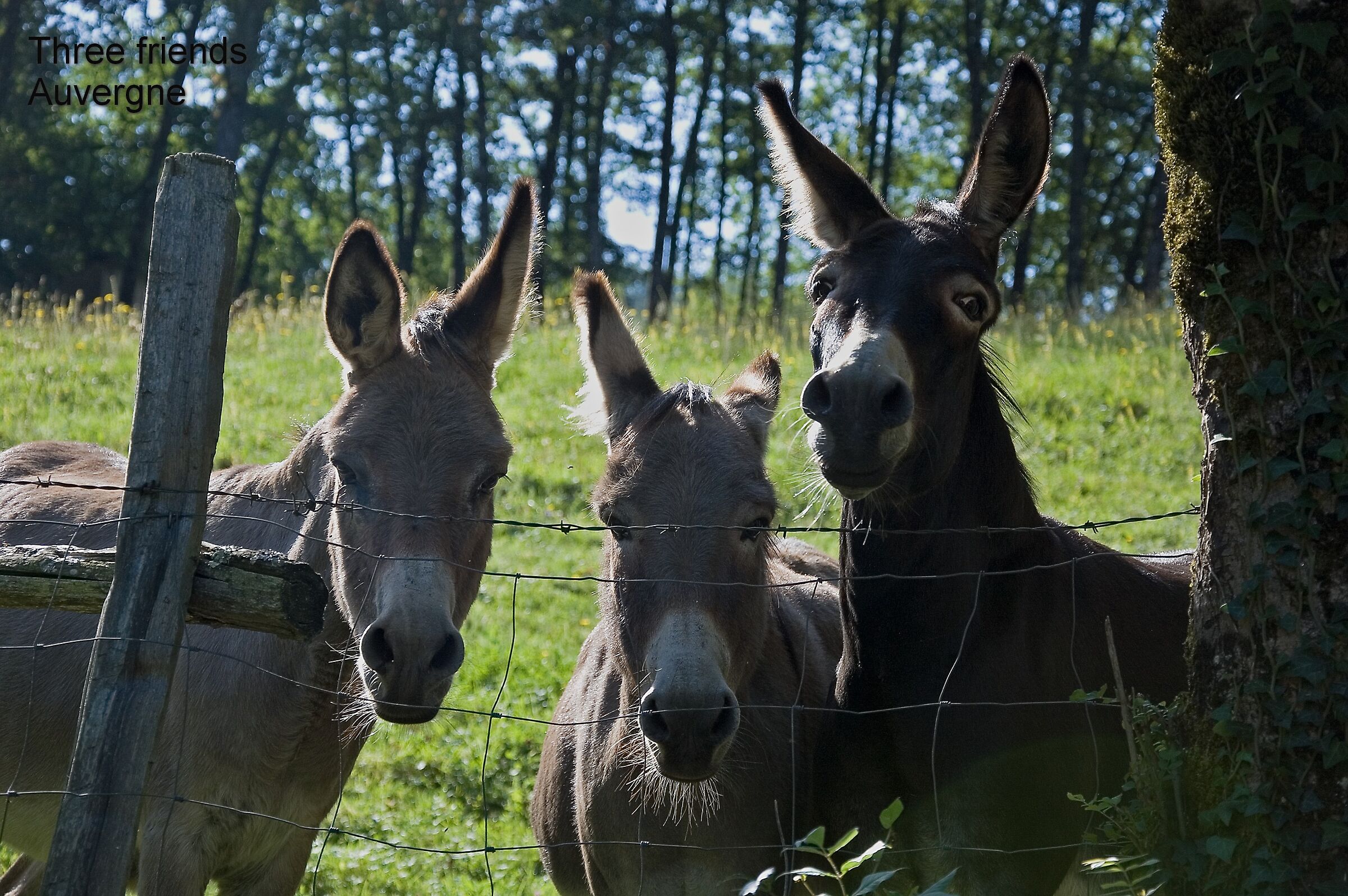 Curious donkeys - Auvergne