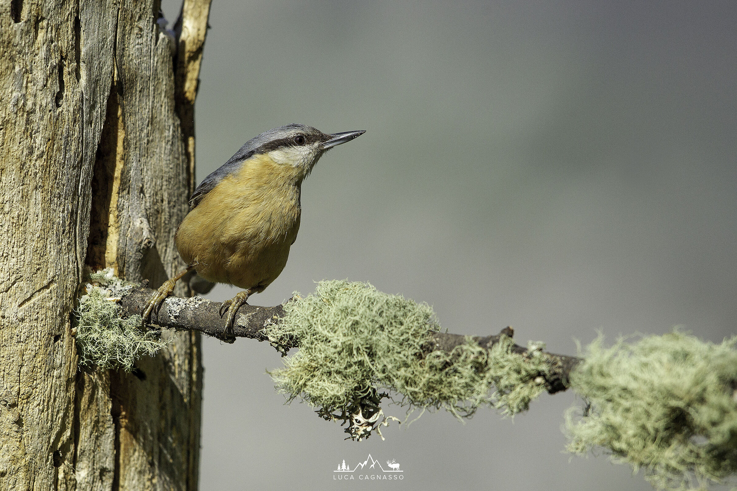 Picchio Muratore su posatoio