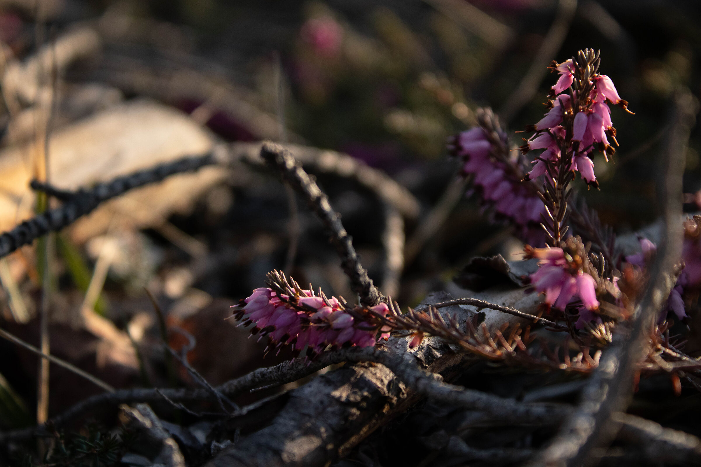 Erica - Calluna vulgaris L.