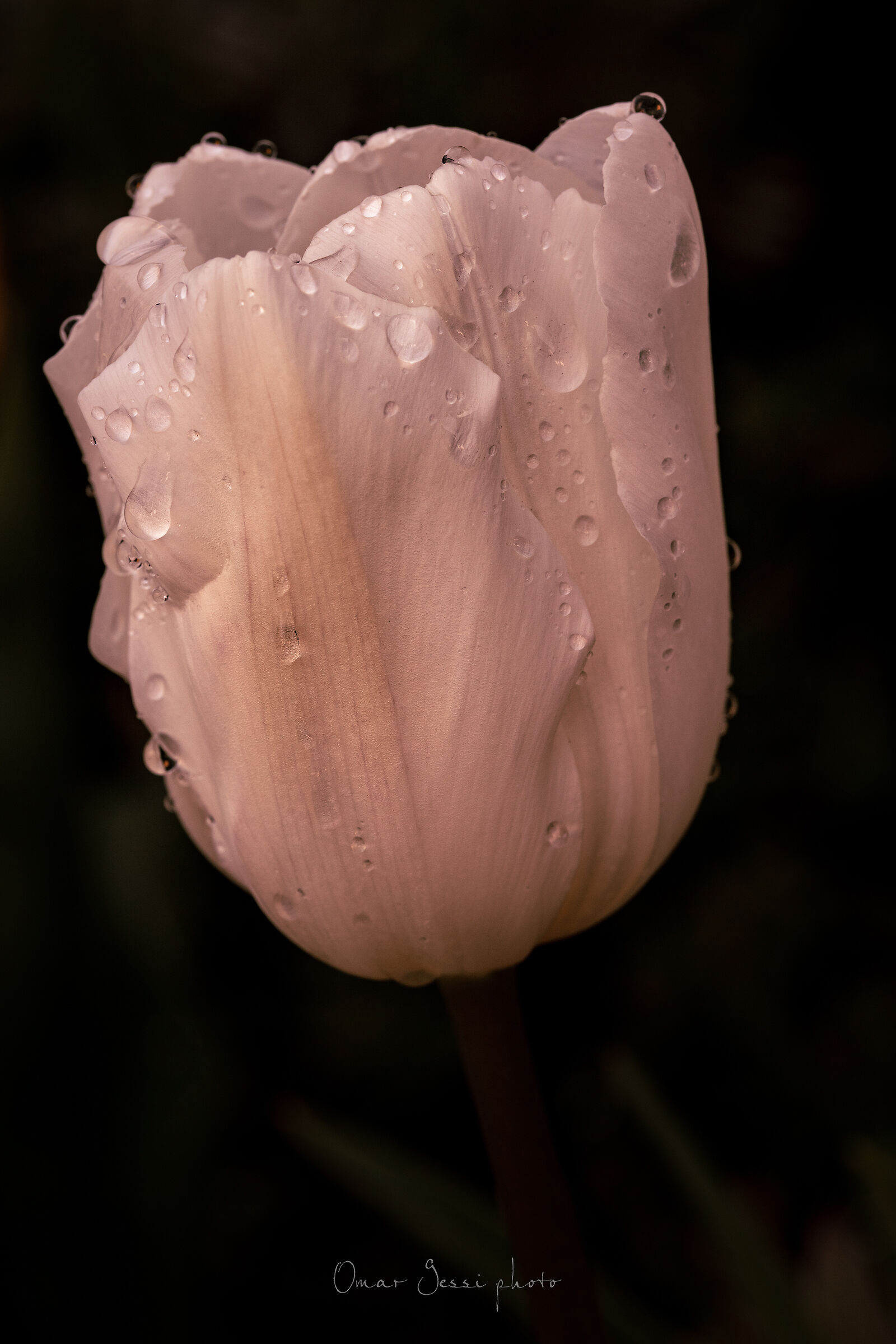 Tulip