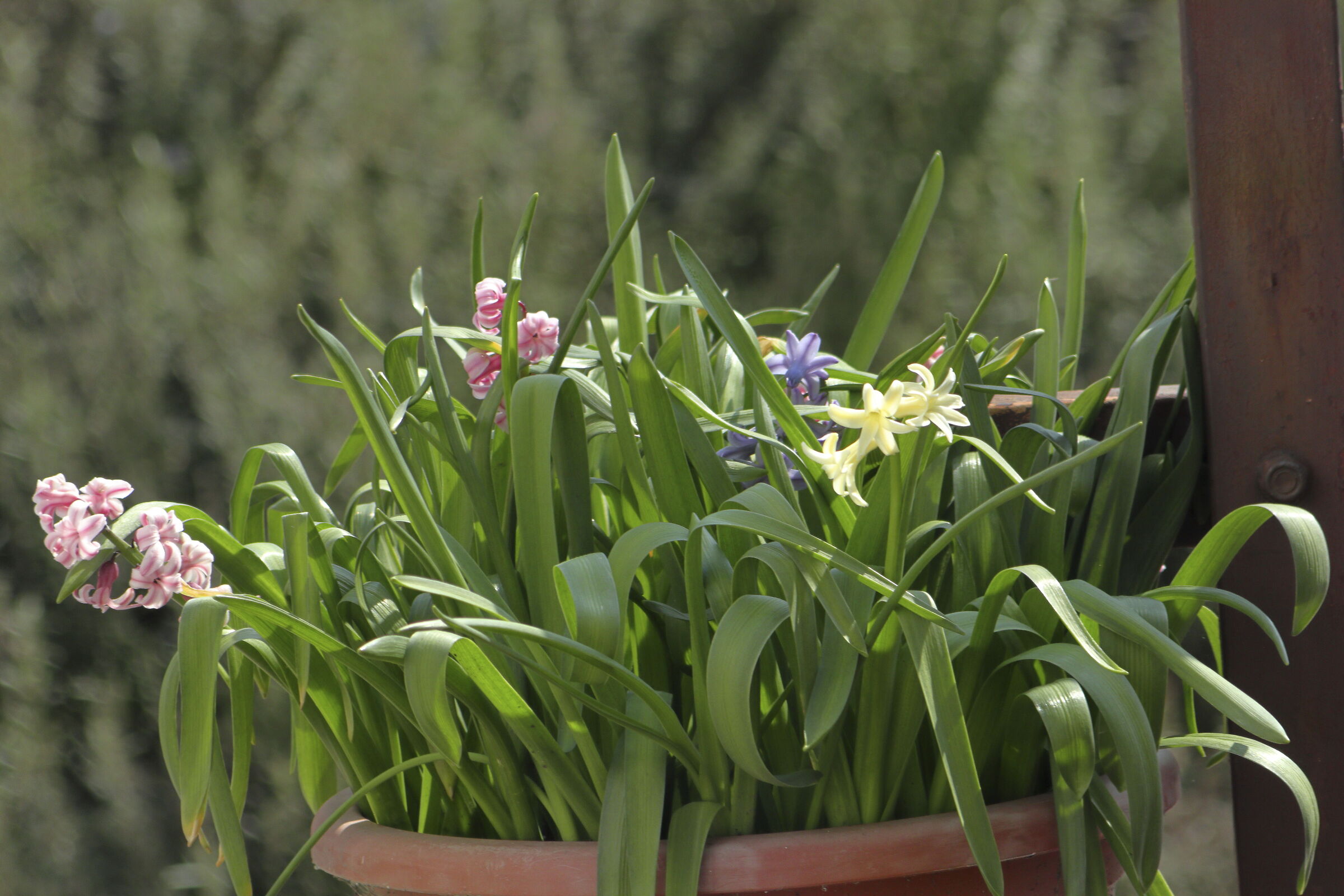 Flower Pot, Testing Kenko Teleplus 300 pro DGX