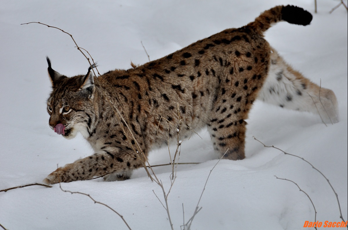 Camminando tra le neve