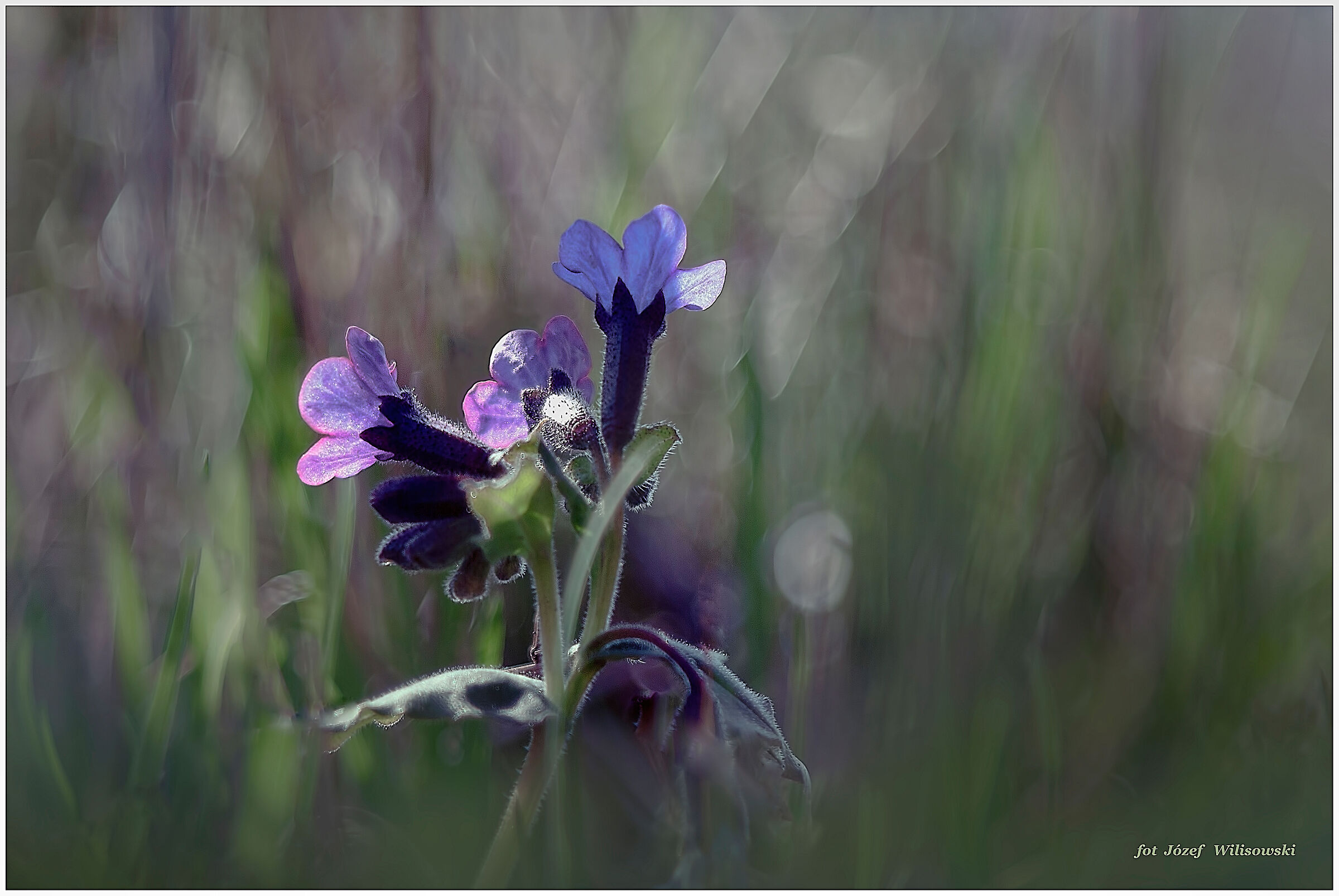 Diaplan modificato 80/2,8