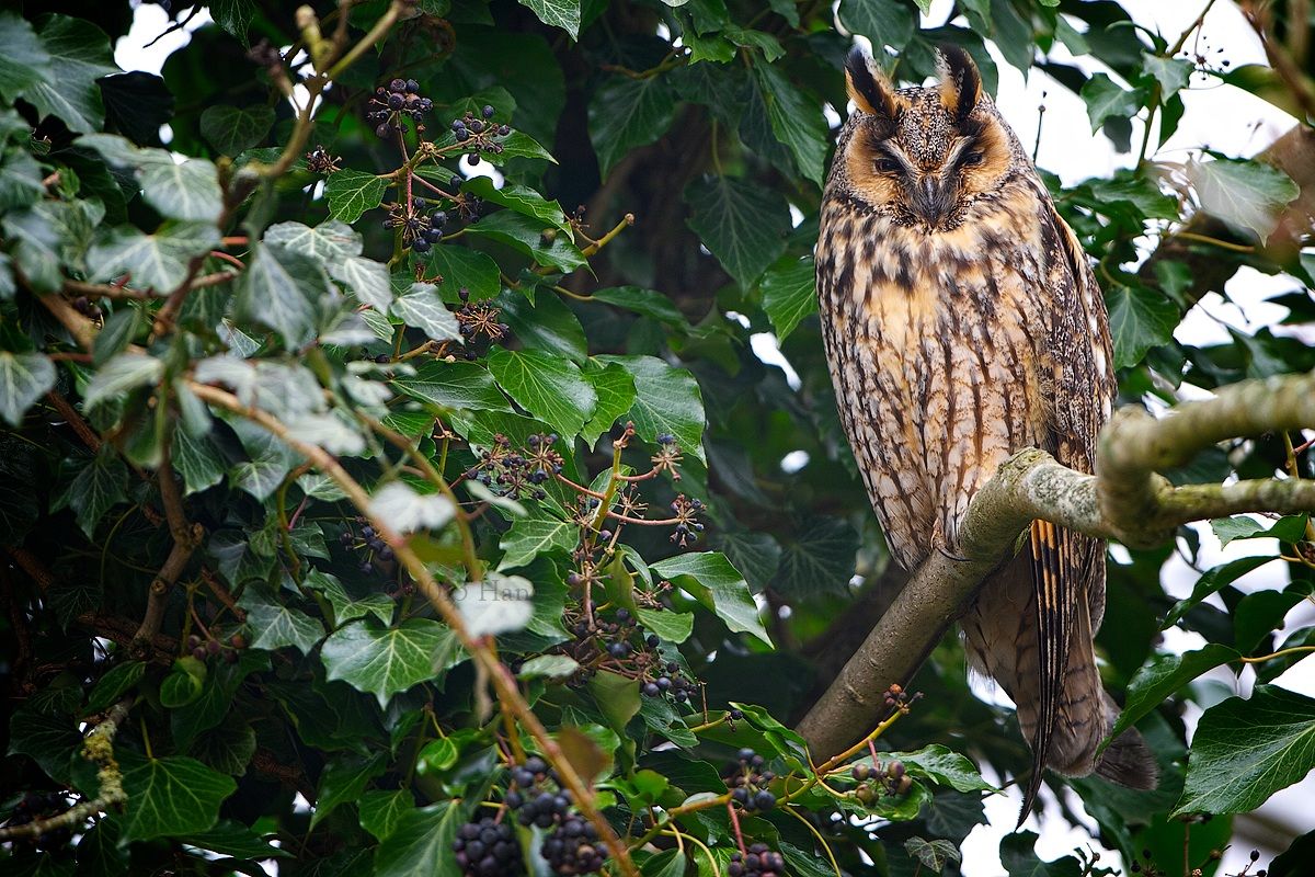 Long-eared Owl