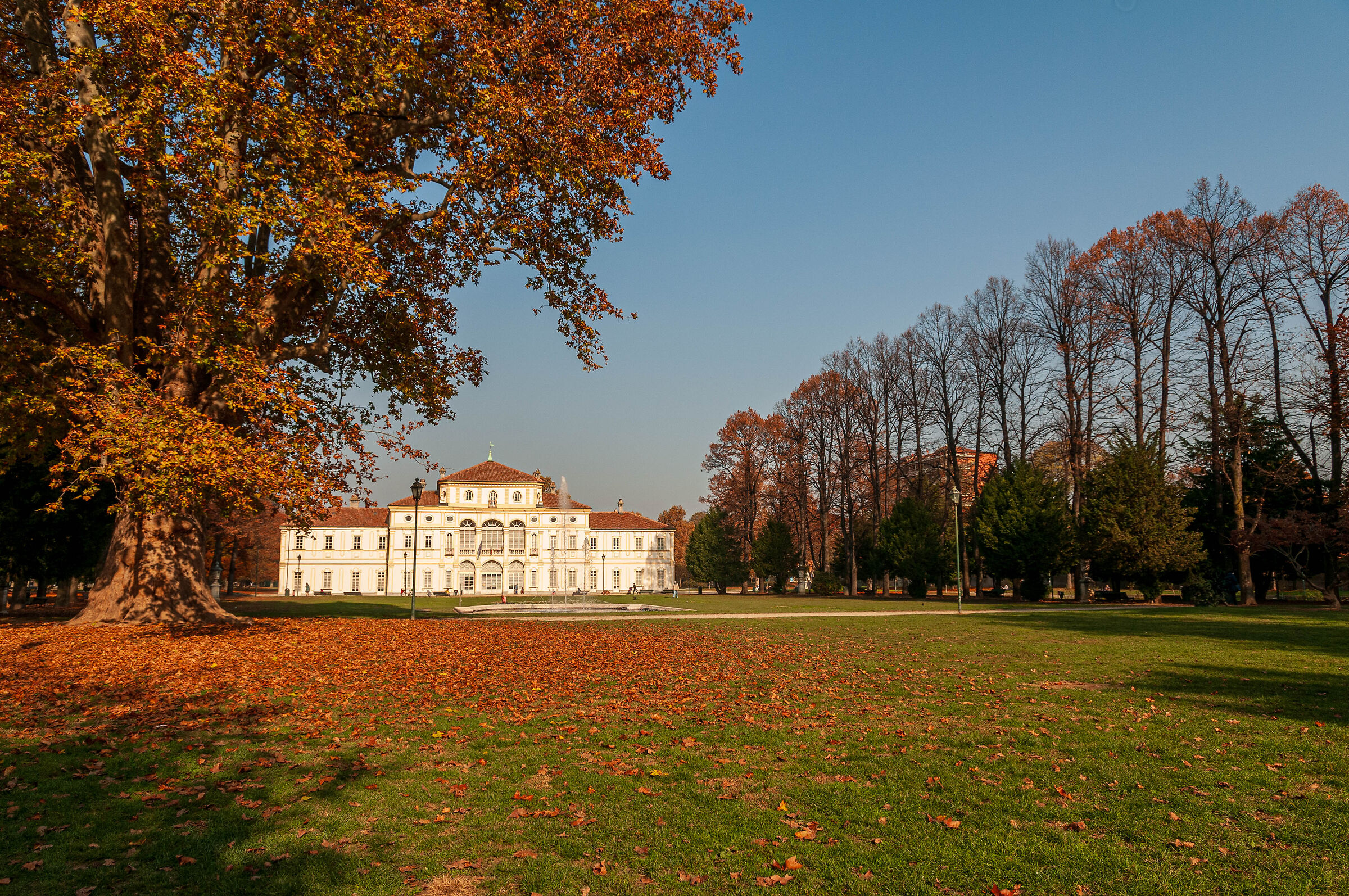 Foliage to the Treasurer