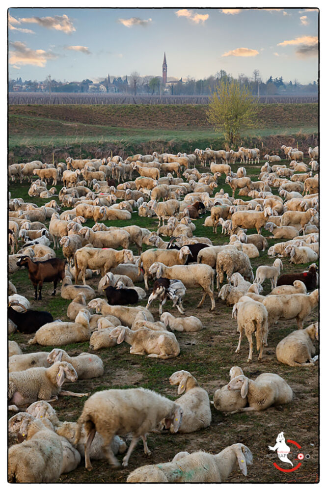Vita da pecora...