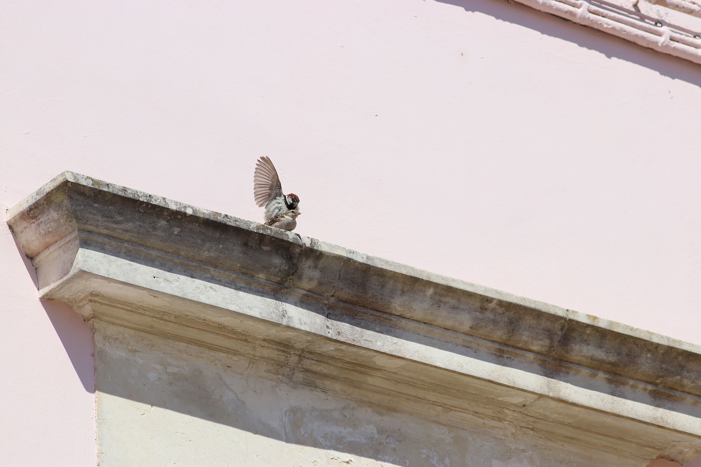 " Crop 320 ", Canon 200 F. 2.8 L II, D 80