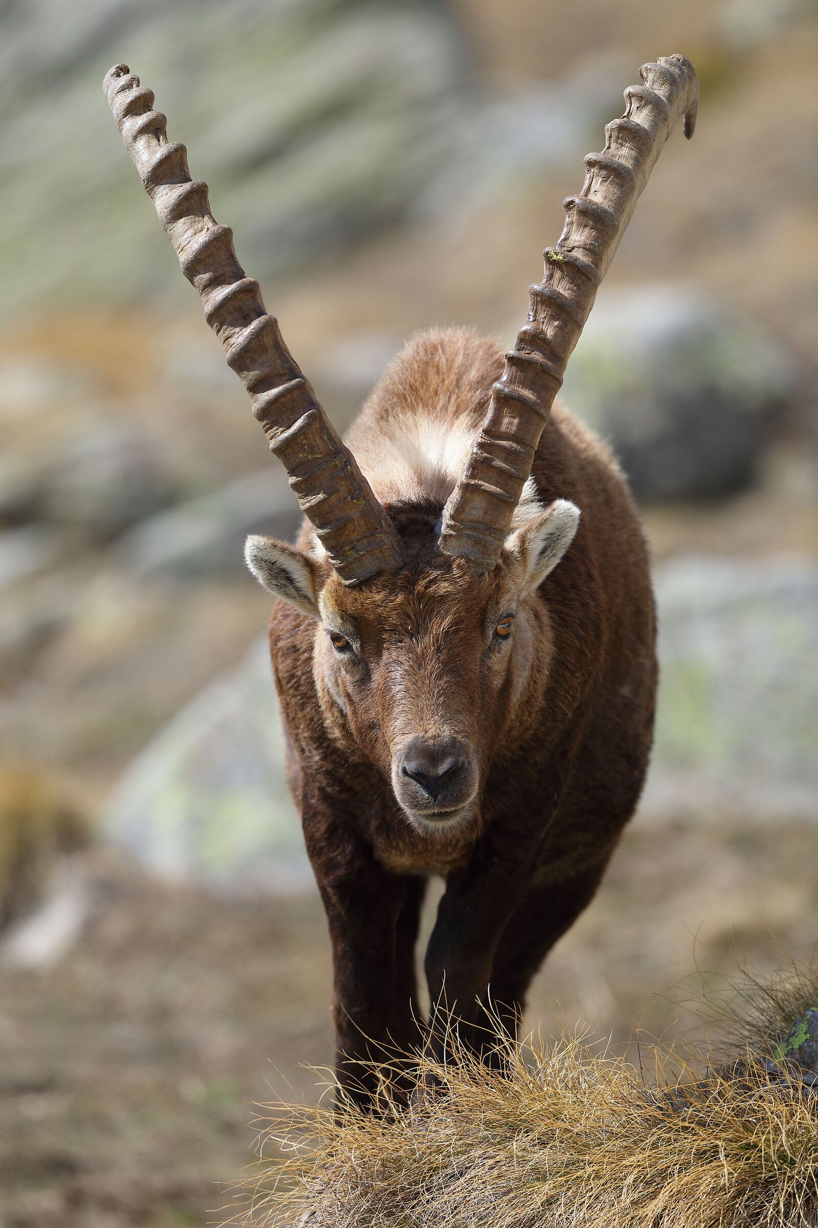 Ibex