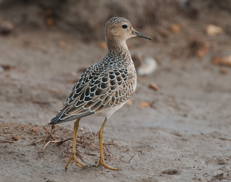 Buff Sandpiper Juvenile Breasted